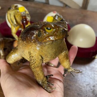 Taxidermy Cane Toad