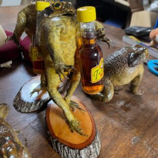 Taxidermy Rum Drinking Cane Toad