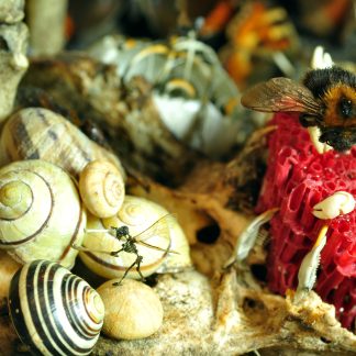 The Singing Barrow (drumming detail) limited edition print