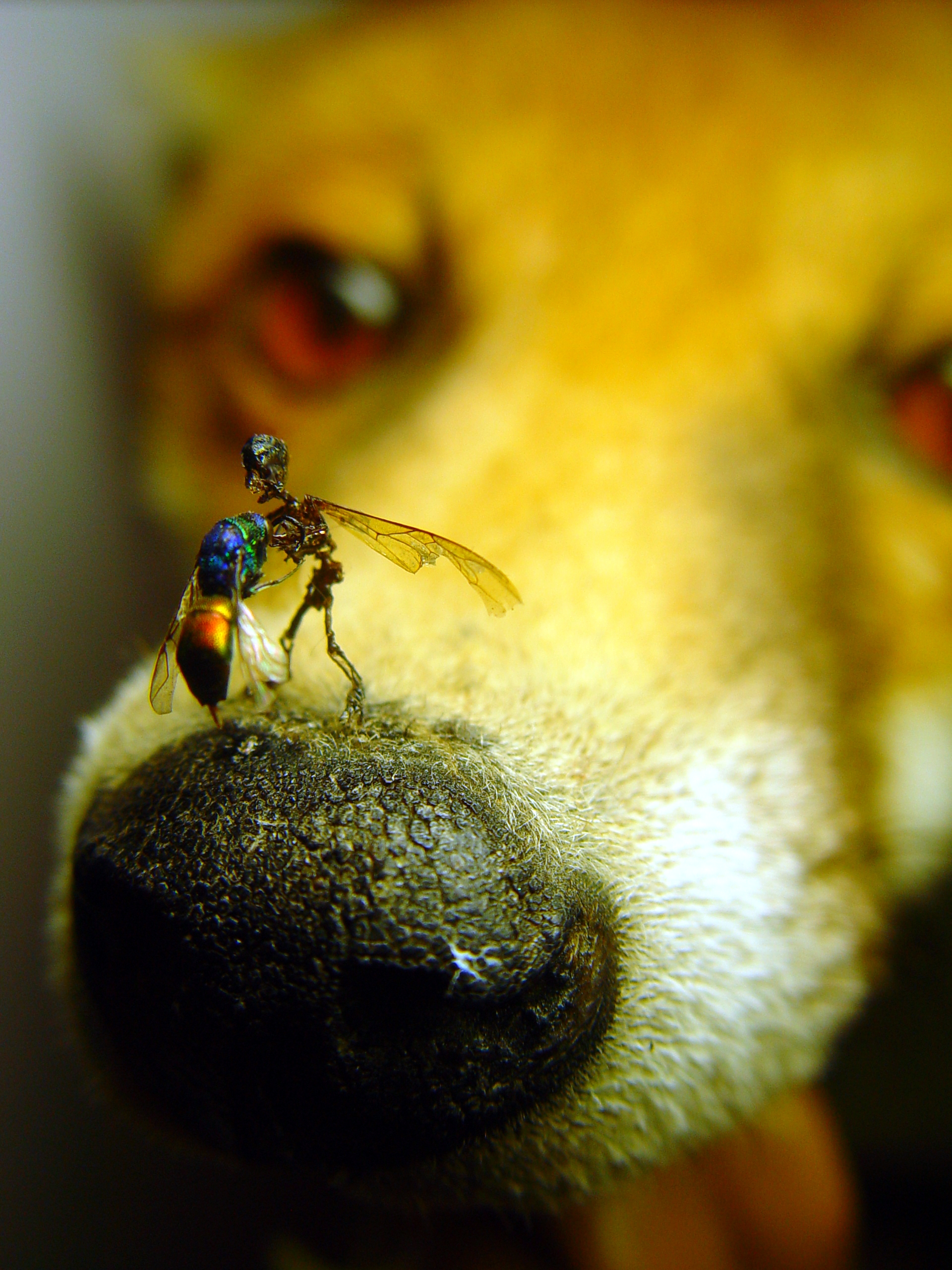 Little Savages (detail) limited edition print