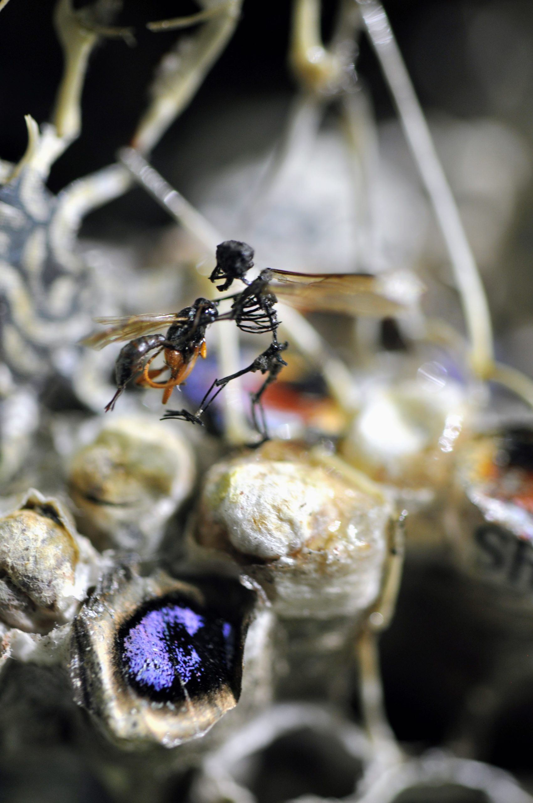 Darkest Fairy Tales (parasitoid wasp detail) limited edition print